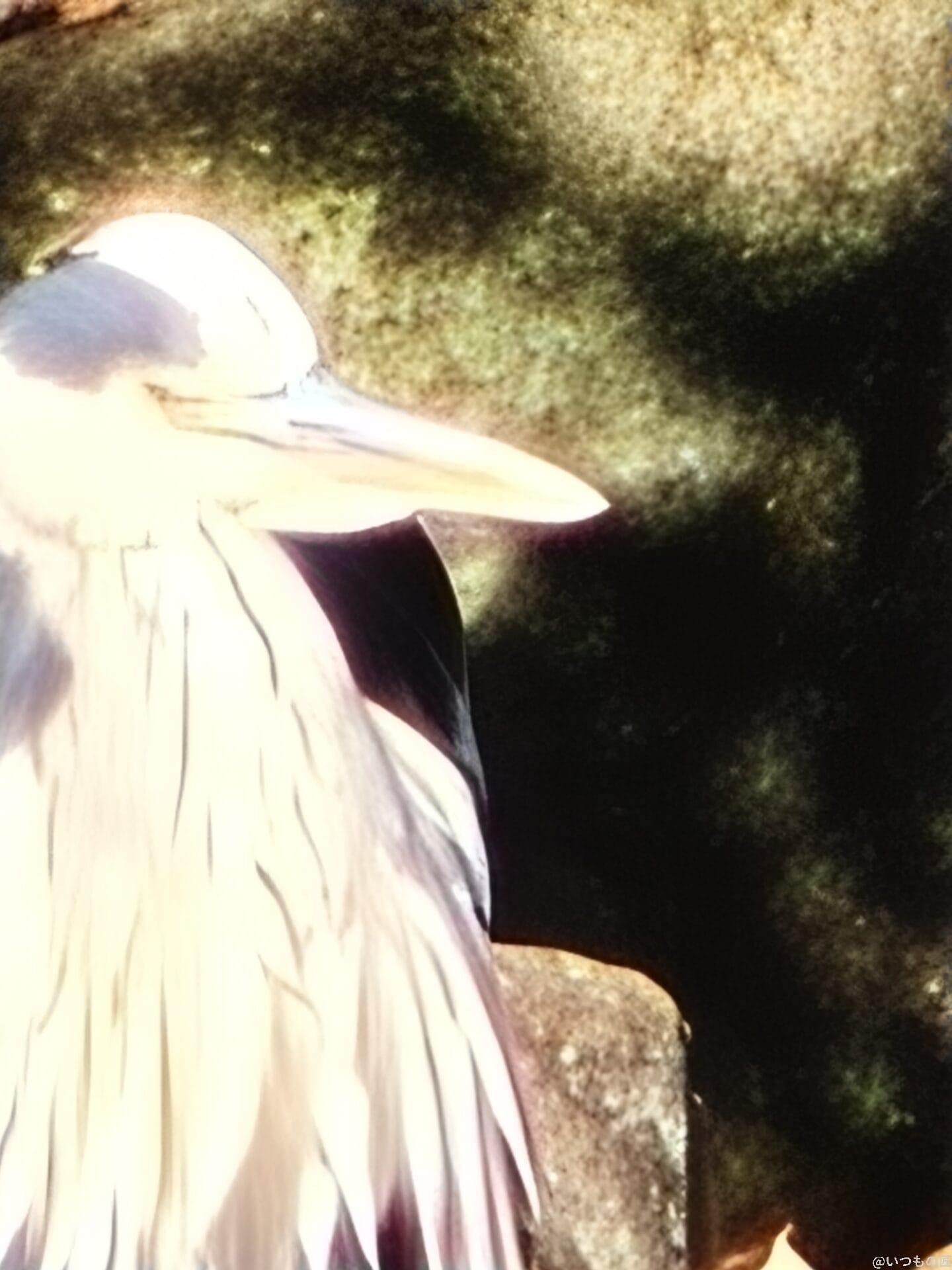 oppo find x8でズーム撮影した写真 | モバイル比較レビュー.jp OPPO Find X8 カメラ OPPO Find X8でズーム撮影した写真