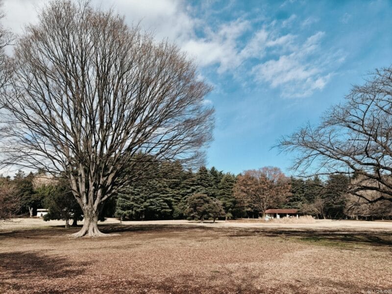 oppo find x8で撮影したポートレート写真 | モバイル比較レビュー.jp OPPO Find X8 カメラ OPPO Find X8で撮影したポートレート写真