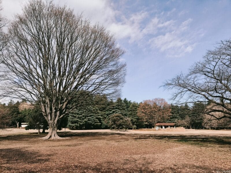 oppo find x8で撮影したポートレート写真 | モバイル比較レビュー.jp OPPO Find X8 カメラ OPPO Find X8で撮影したポートレート写真