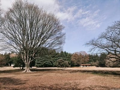 oppo find x8で撮影したポートレート写真 | モバイル比較レビュー.jp OPPO Find X8 カメラ OPPO Find X8で撮影したポートレート写真