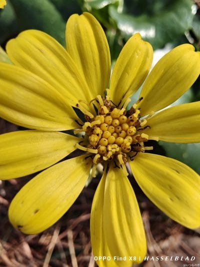 oppo find x8でマクロ撮影した風景写真 | モバイル比較レビュー.jp OPPO Find X8 カメラ OPPO Find X8でマクロ撮影した風景写真