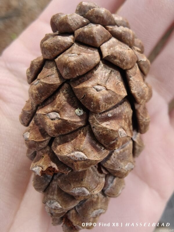 oppo find x8でマクロ撮影した風景写真 | モバイル比較レビュー.jp OPPO Find X8 カメラ OPPO Find X8でマクロ撮影した風景写真