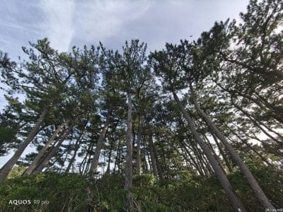 aquos r9 proで撮影した風景写真 | モバイル比較レビュー.jp OPPO Find X8 カメラ AQUOS R9 proで撮影した風景写真