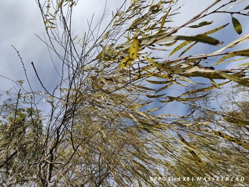 oppo find x8で撮影した風景写真 | モバイル比較レビュー.jp OPPO Find X8 カメラ OPPO Find X8で撮影した風景写真