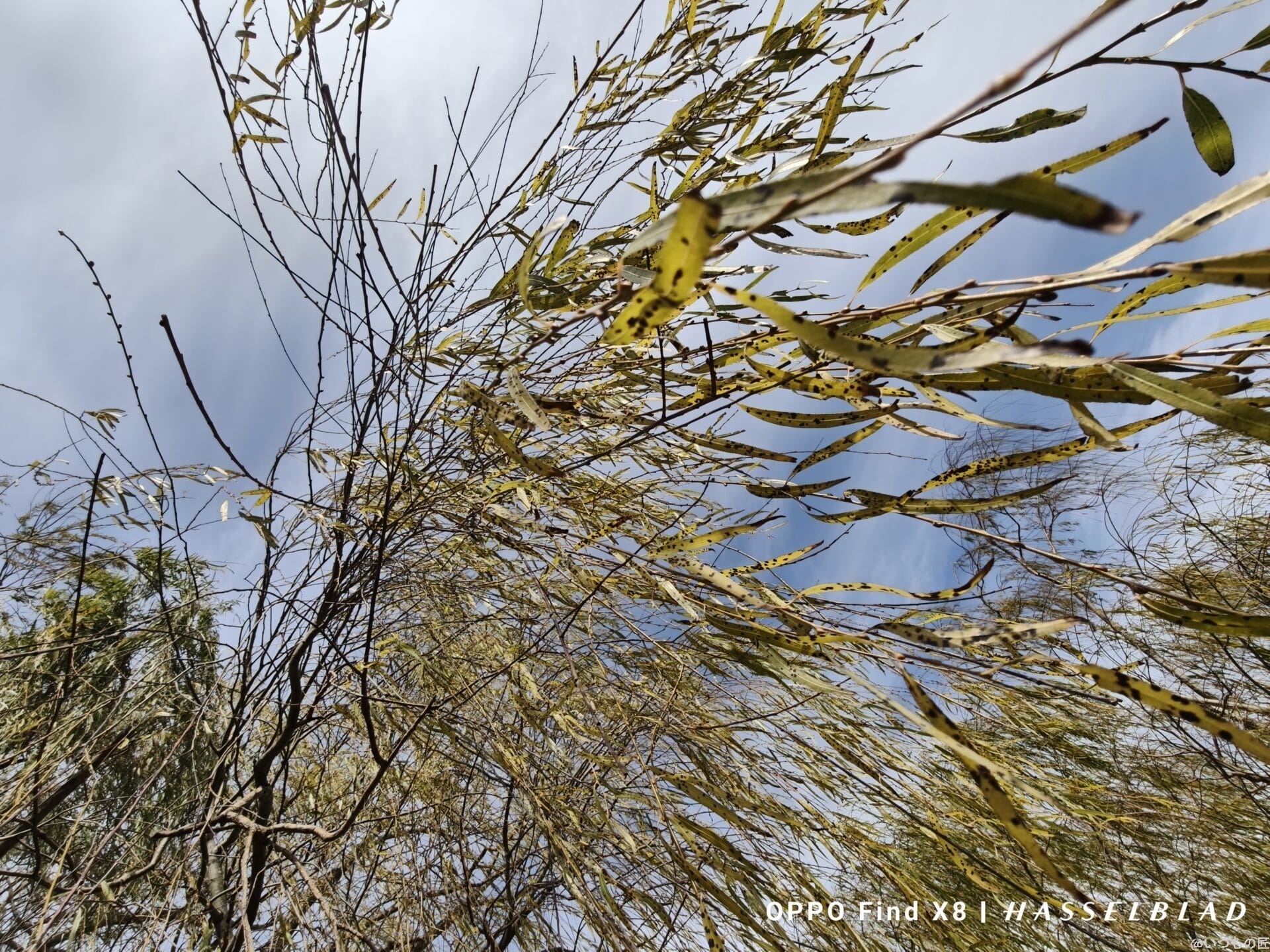 OPPO Find X8 カメラ
OPPO Find X8で撮影した風景写真