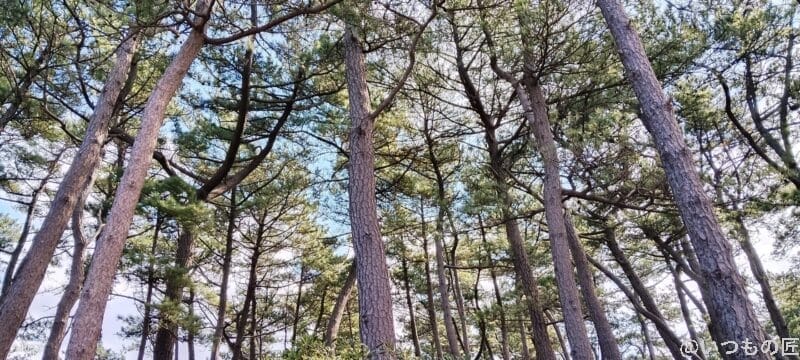 nubia S 5G カメラ
nubia S 5G で撮影した風景写真