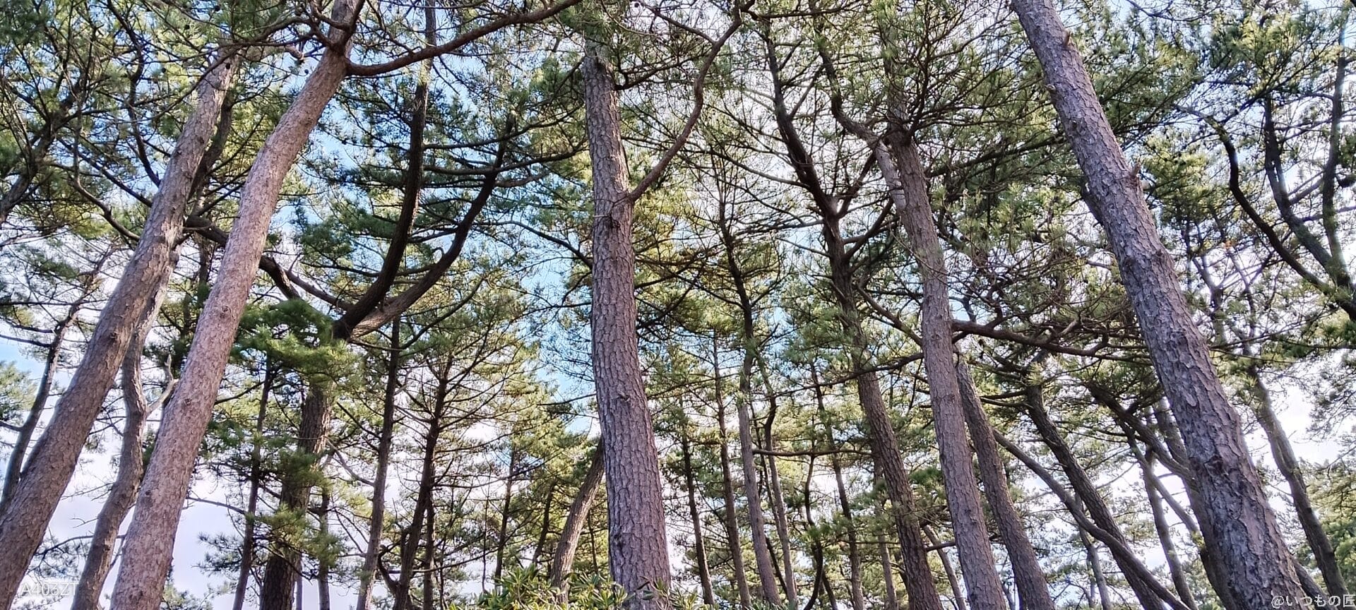 nubia S 5G カメラ
nubia S 5G で撮影した風景写真