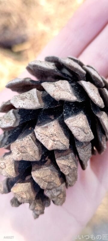 nubia S 5G カメラ
nubia S 5G で撮影したマクロ写真