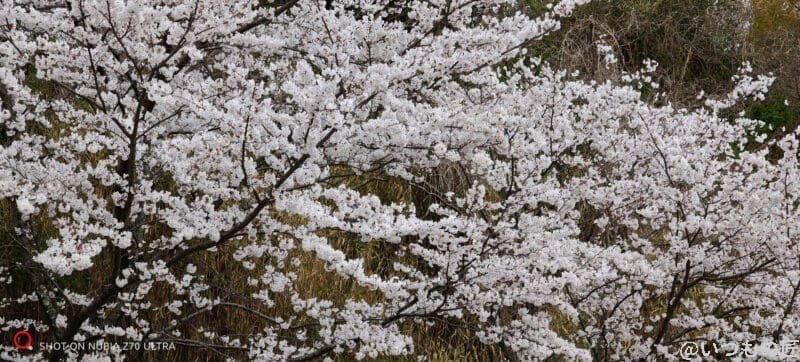 nubia z70 ultra 85mmズームで撮影した写真 | モバイル比較レビュー.jp nubia Z70 Ultra 85mmズームで撮影した写真