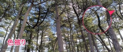 nubia flip 2で撮影した風景写真 | モバイル比較レビュー.jp nubia Flip 2 レビュー nubia Flip 2で撮影した風景写真