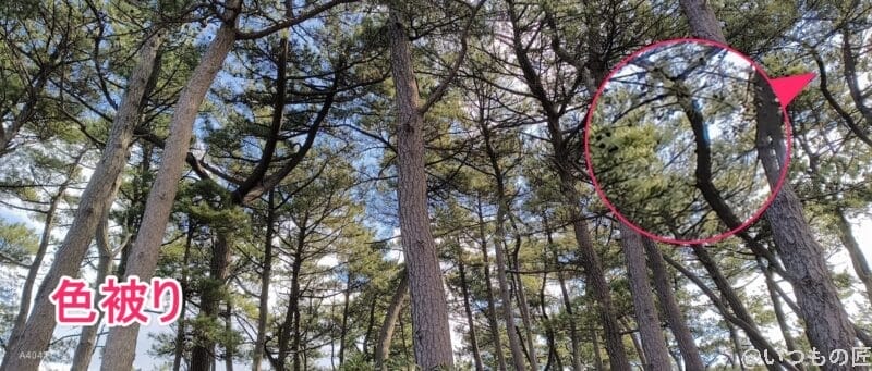 nubia Flip 2 カメラ nubia Flip 2 で撮影した風景写真