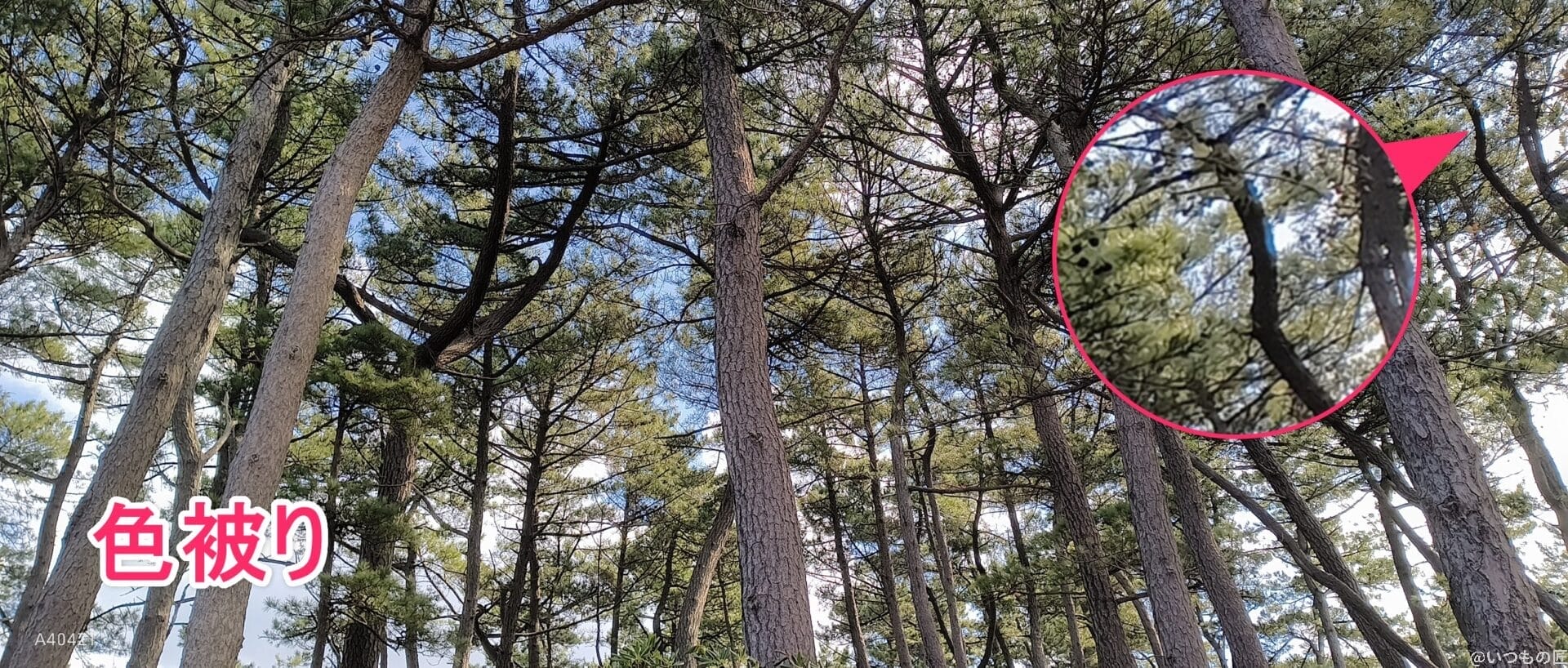 nubia flip 2 で撮影した風景写真 | モバイル比較レビュー.jp nubia Flip 2 カメラ nubia Flip 2 で撮影した風景写真