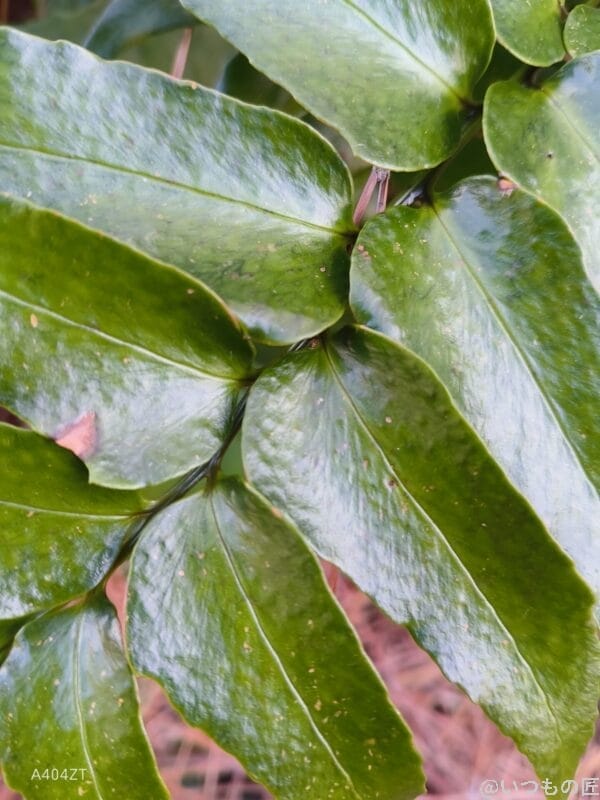 nubia Flip 2 カメラ nubia Flip 2 カメラでマクロ撮影した写真