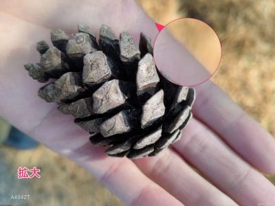 nubia flip 2でマクロ撮影した写真 | モバイル比較レビュー.jp nubia Flip 2 カメラ nubia Flip 2でマクロ撮影した写真