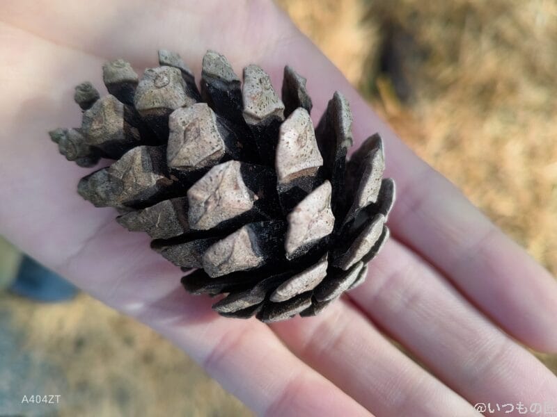 nubia Flip 2 カメラ nubia Flip 2でマクロ撮影した写真