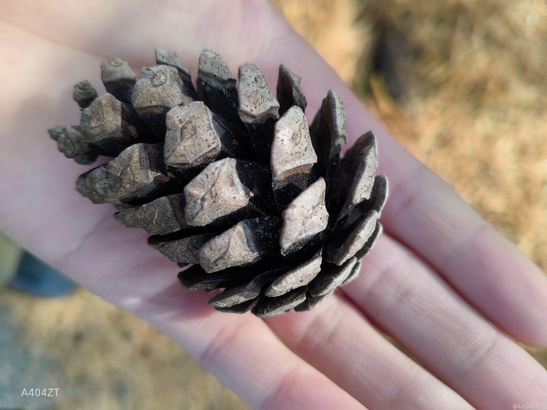 nubia flip 2でマクロ撮影した写真 | モバイル比較レビュー.jp nubia Flip 2 カメラ nubia Flip 2でマクロ撮影した写真