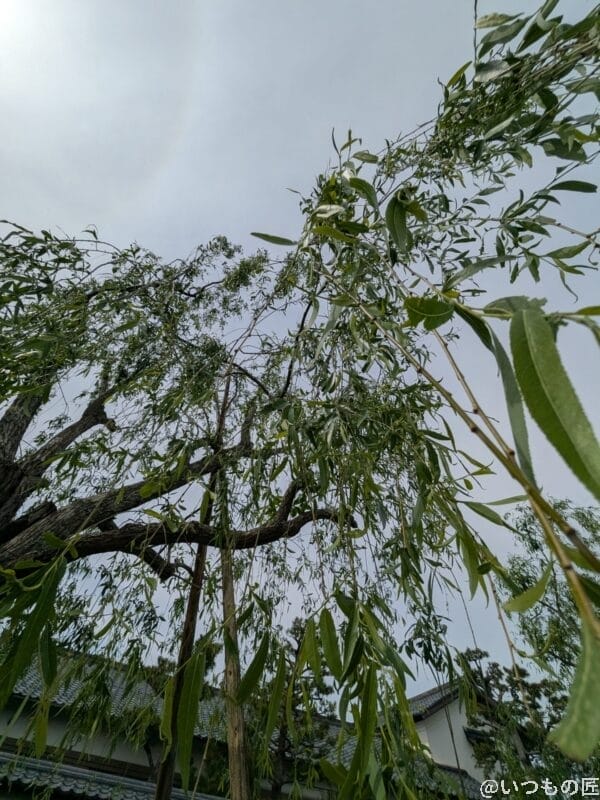 Google Pixel 9a カメラ Google Pixel 9aで撮影した風景写真