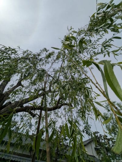 google pixel 9aで撮影した風景写真 | モバイル比較レビュー.jp Google Pixel 9a カメラ Google Pixel 9aで撮影した風景写真