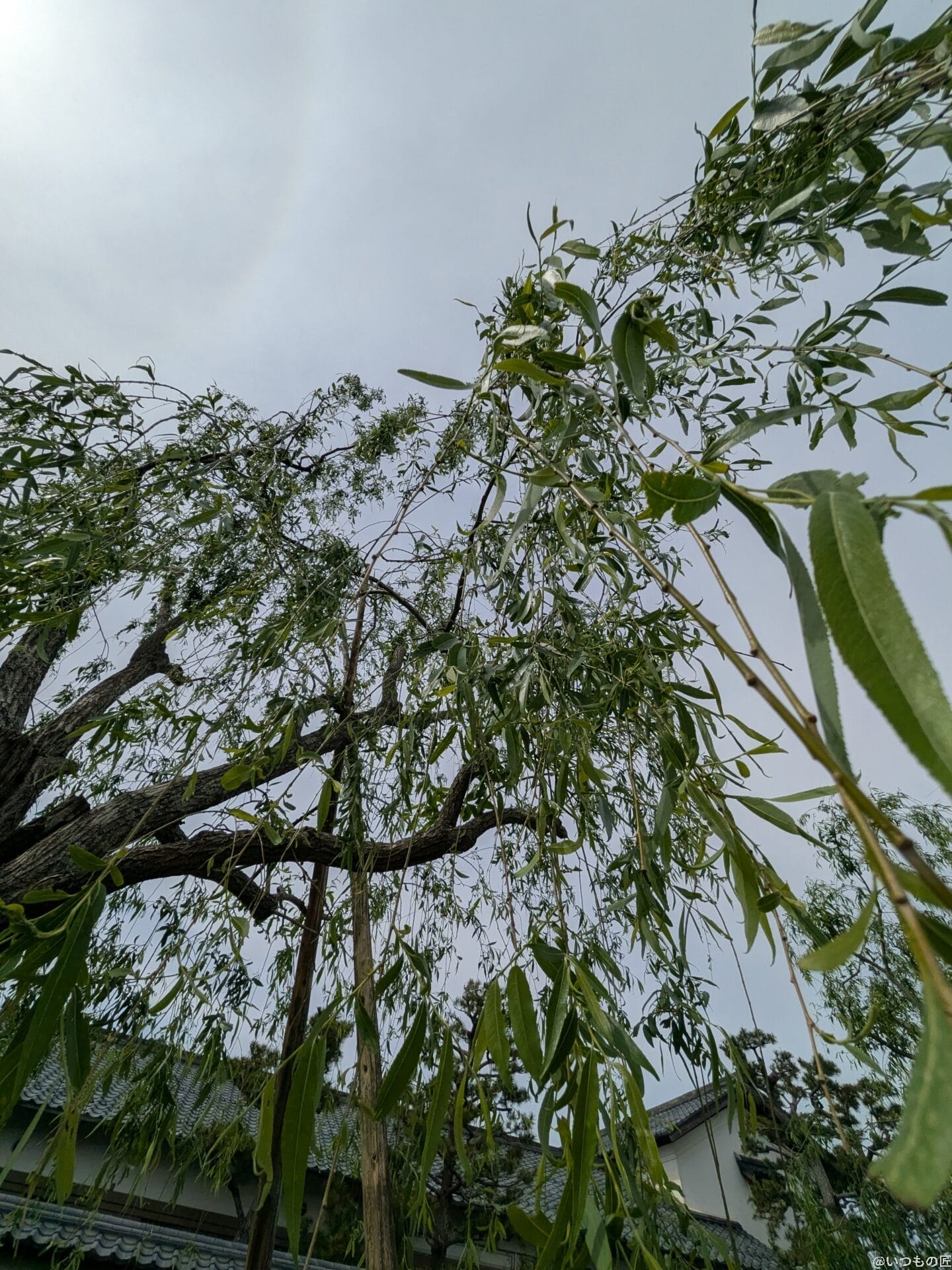 Google Pixel 9a カメラ
Google Pixel 9aで撮影した風景写真