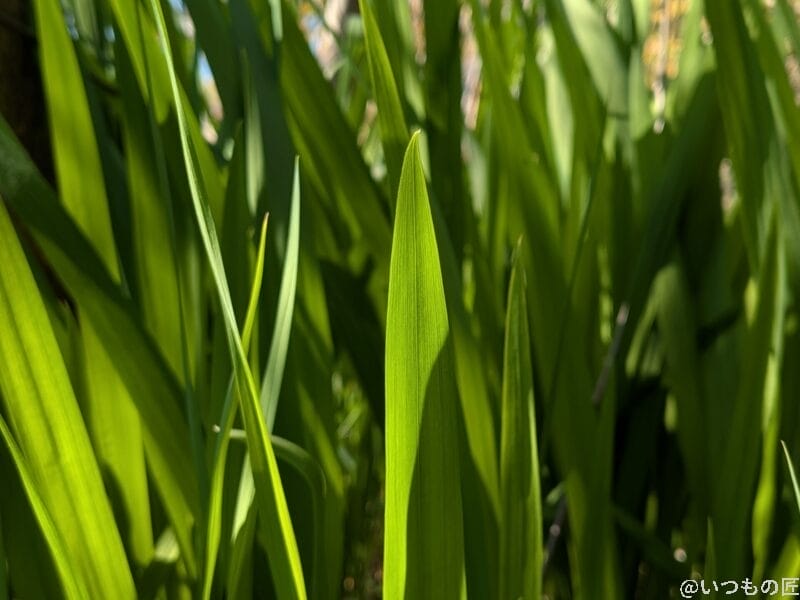 Google Pixel 9a カメラ Google Pixel 9aで撮影した風景写真