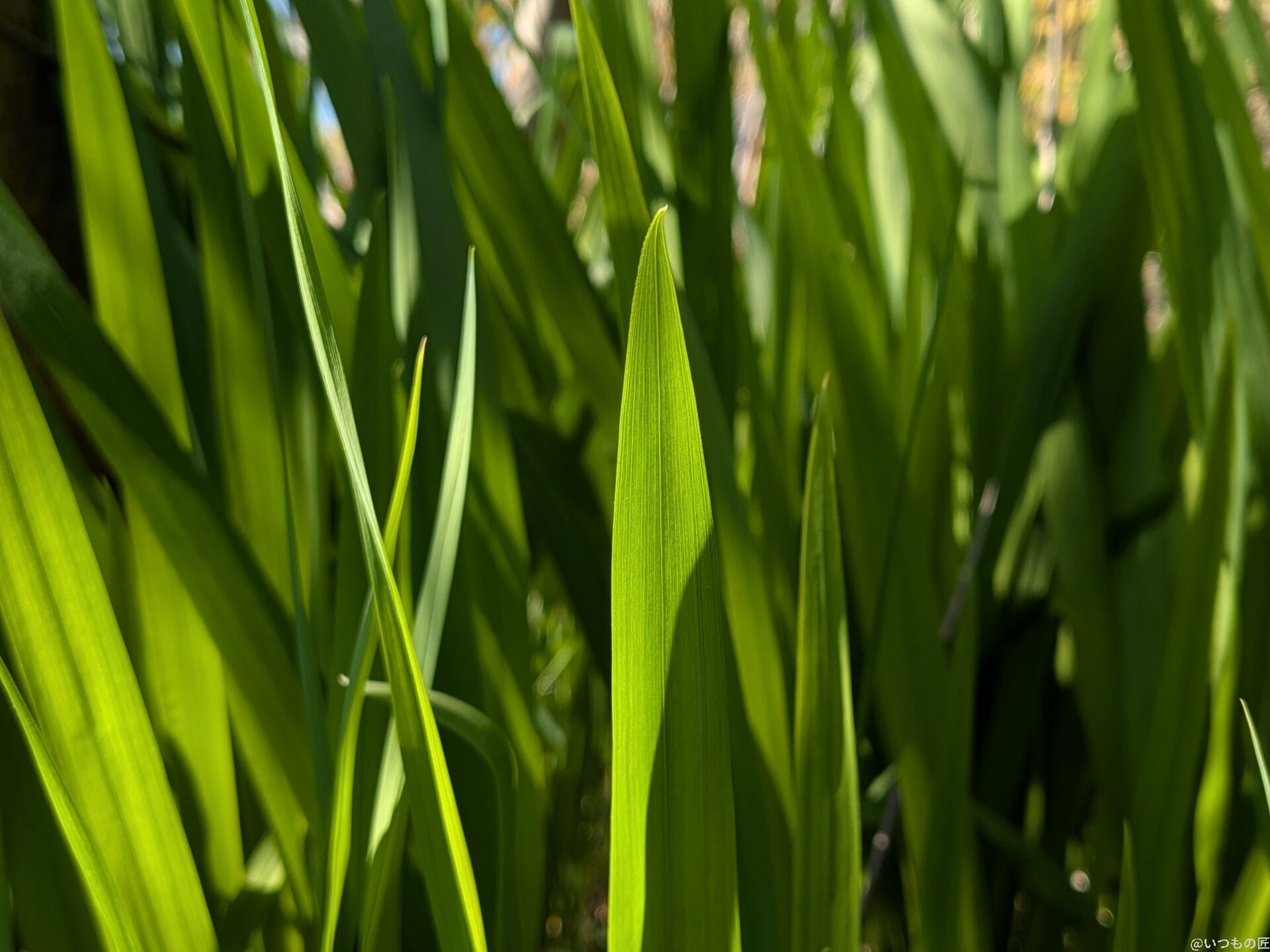 Google Pixel 9a カメラ
Google Pixel 9aで撮影した風景写真