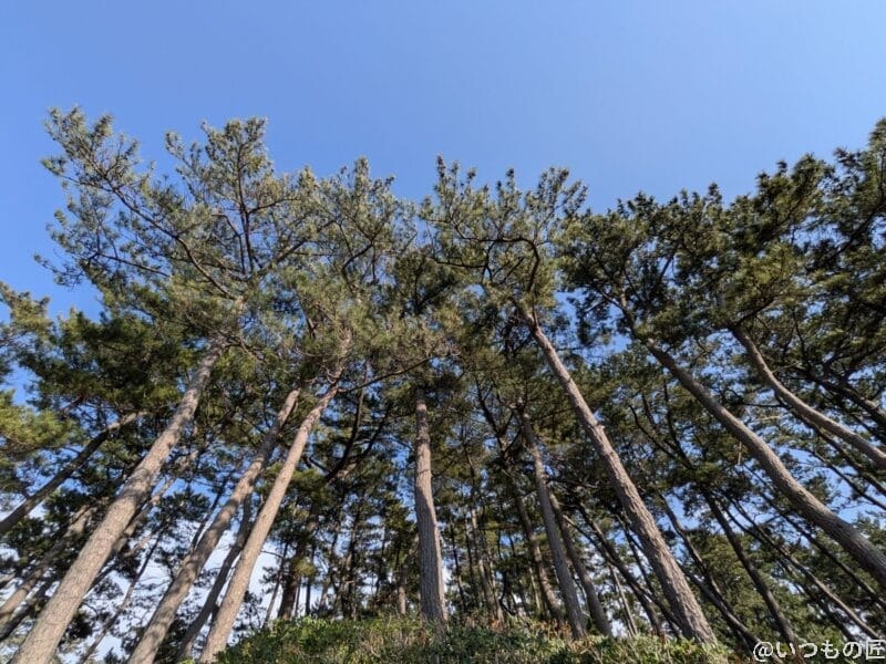 google pixel 9aで撮影した風景写真 | モバイル比較レビュー.jp Google Pixel 9a カメラ Google Pixel 9aで撮影した風景写真