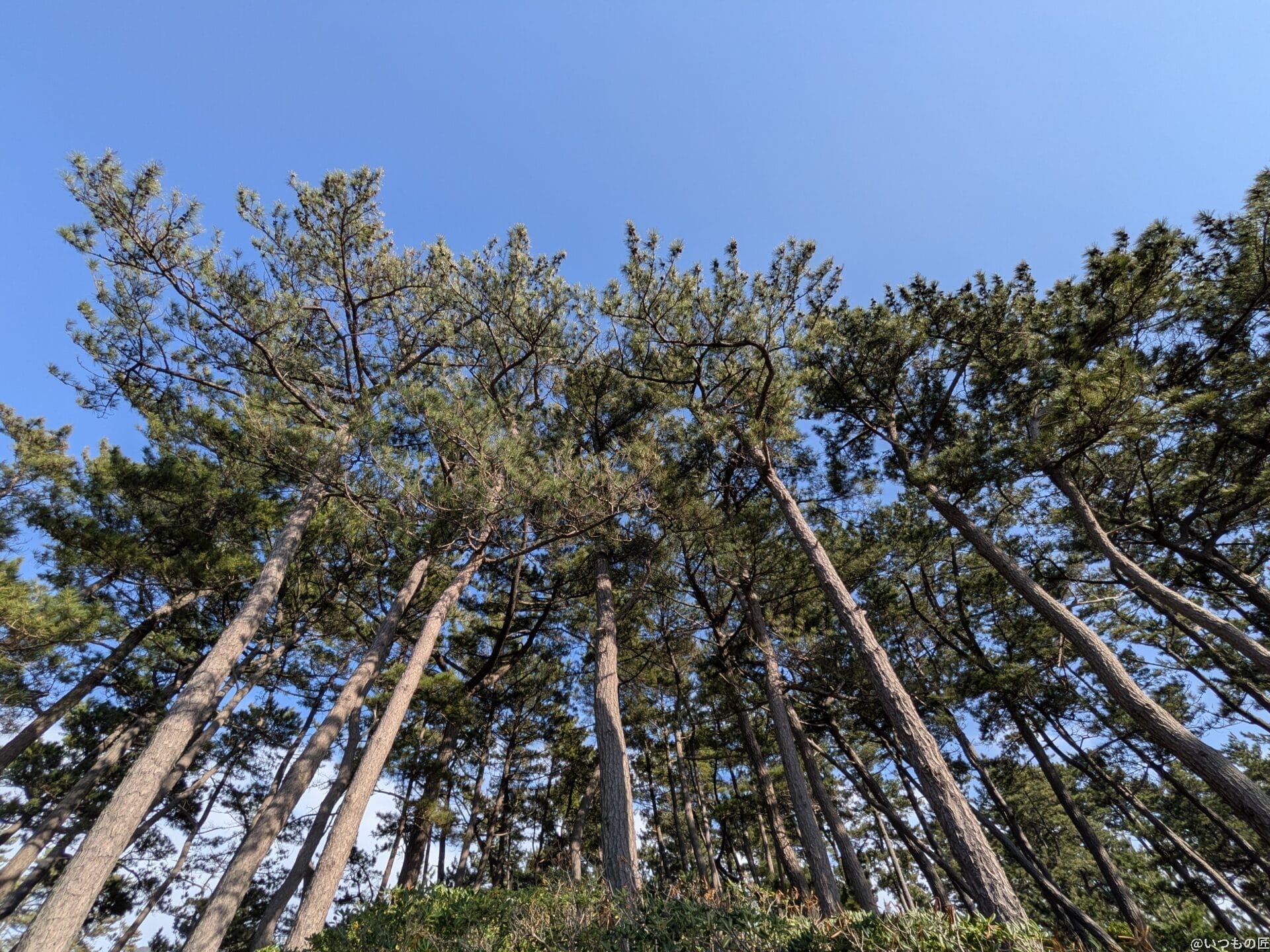 Google Pixel 9a カメラ
Google Pixel 9aで撮影した風景写真