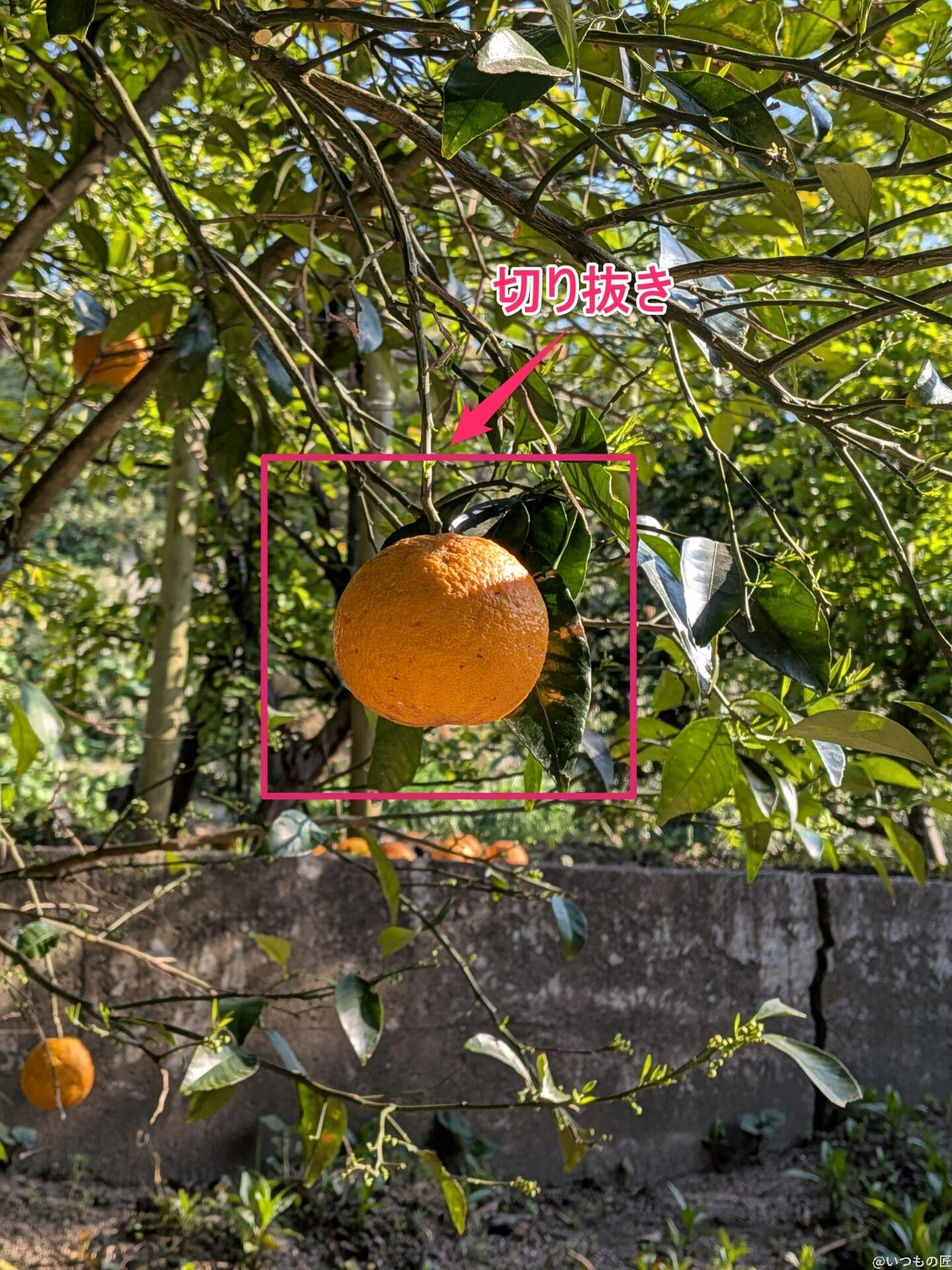 Google Pixel 9a カメラ
Google Pixel 9aで撮影した風景写真