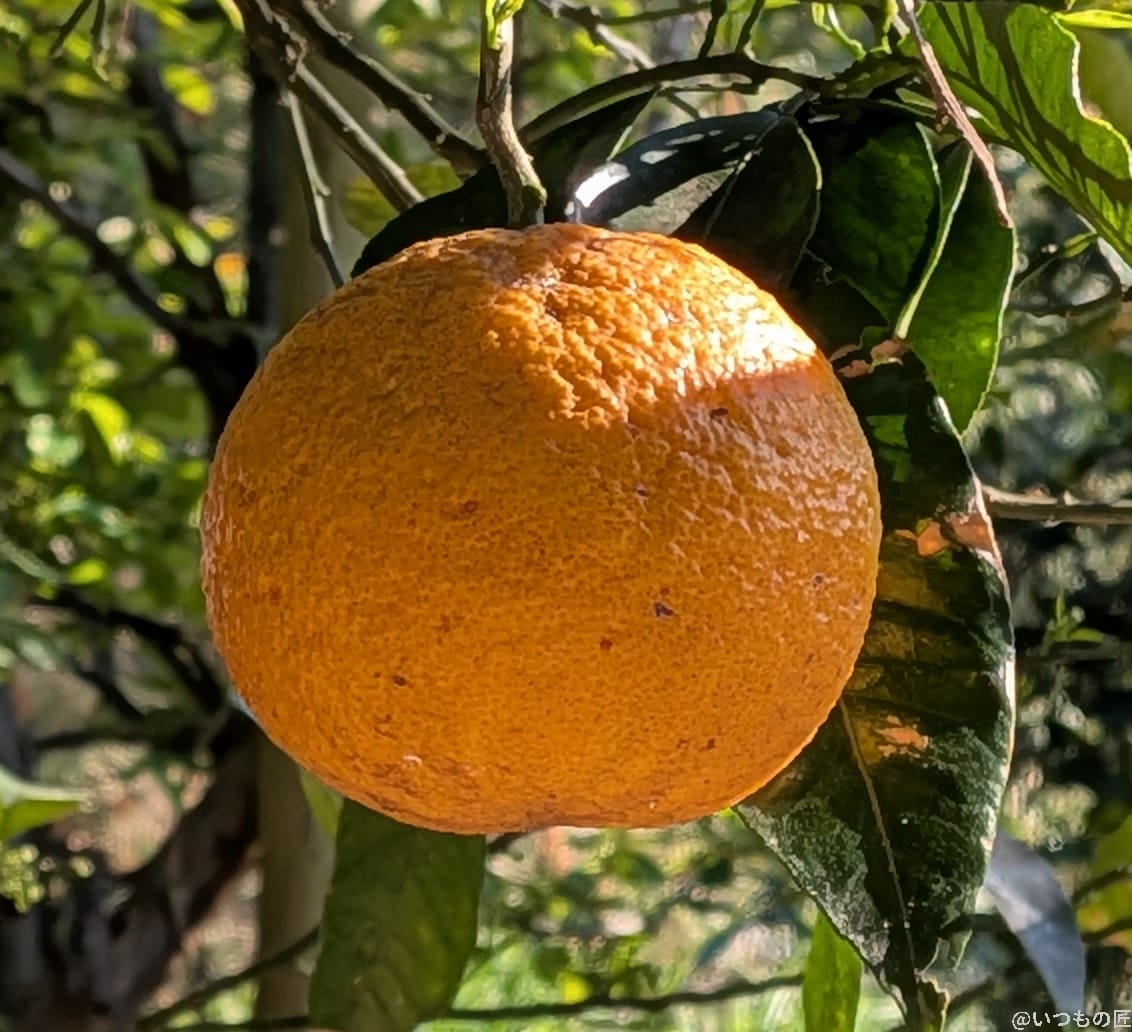 Google Pixel 9a カメラ
Google Pixel 9aで撮影した風景写真