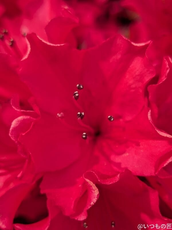 Google Pixel 9a カメラ Google Pixel 9aでマクロ撮影した写真