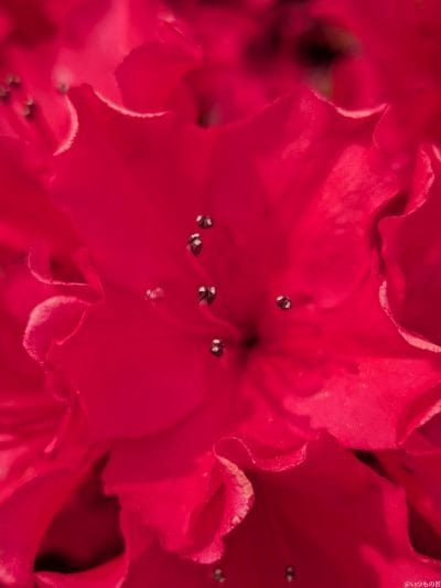 google pixel 9aでマクロ撮影した写真 | モバイル比較レビュー.jp Google Pixel 9a カメラ Google Pixel 9aでマクロ撮影した写真