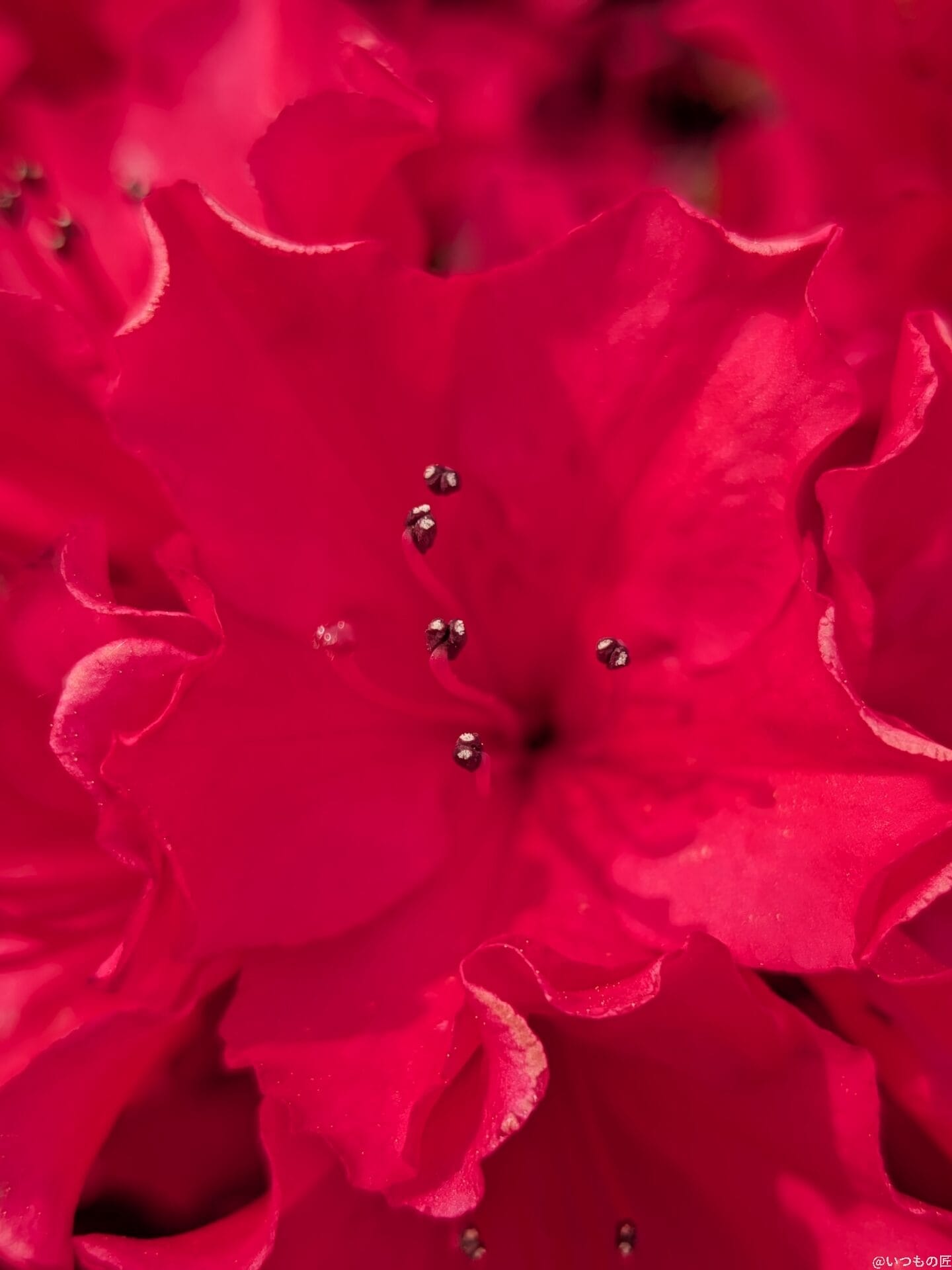 Google Pixel 9a カメラ
Google Pixel 9aでマクロ撮影した写真