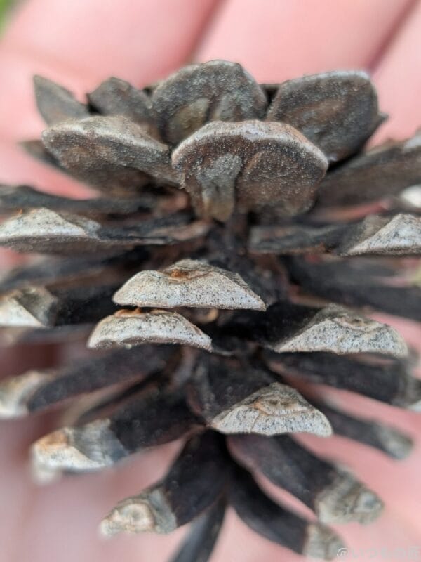 Google Pixel 9a カメラ Google Pixel 9aでマクロ撮影した風景写真