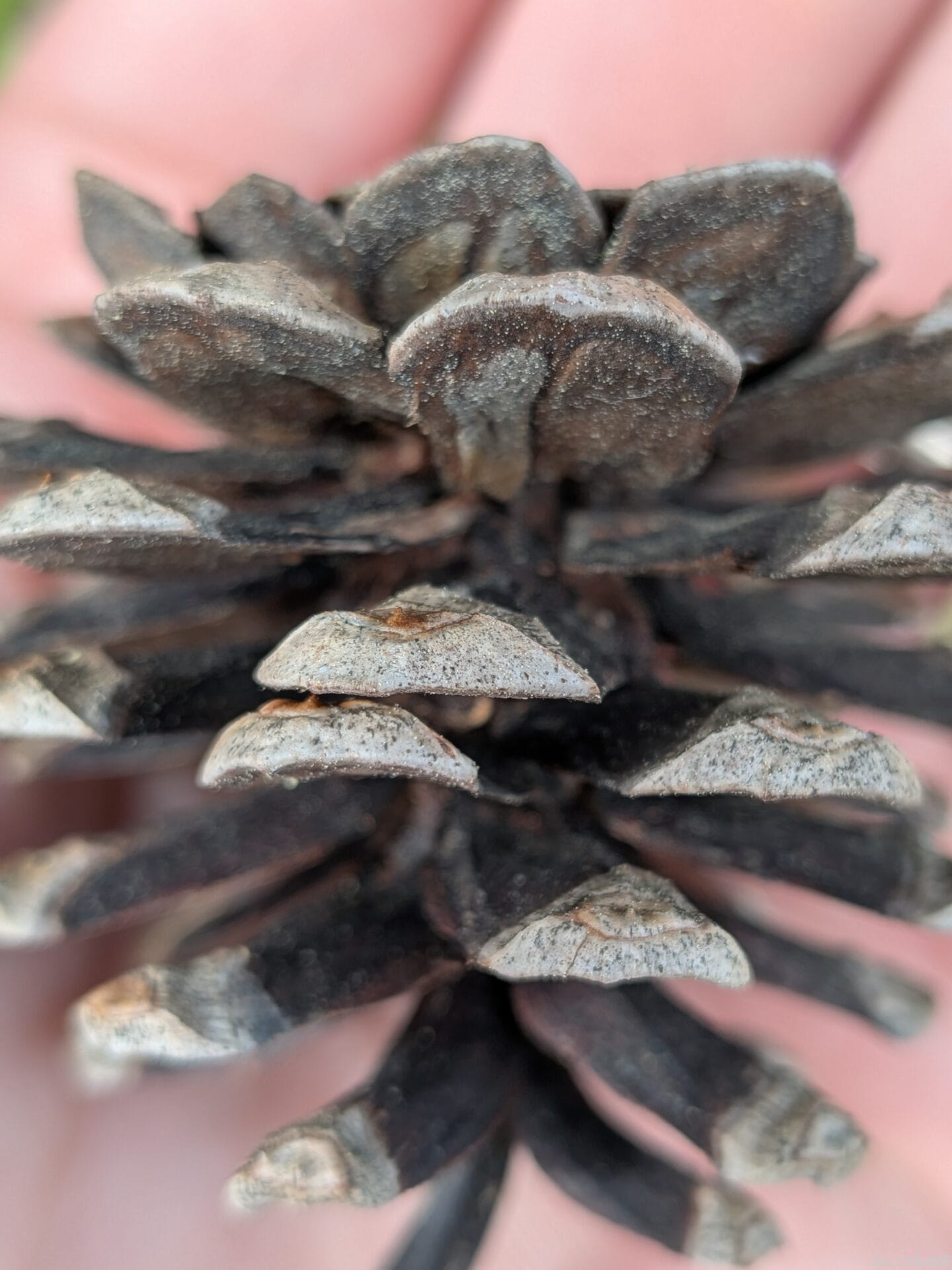 Google Pixel 9a カメラ
Google Pixel 9aでマクロ撮影した風景写真