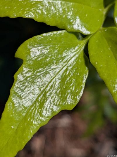 google pixel 9aでマクロ撮影した写真 | モバイル比較レビュー.jp Google Pixel 9a カメラ Google Pixel 9aでマクロ撮影した写真