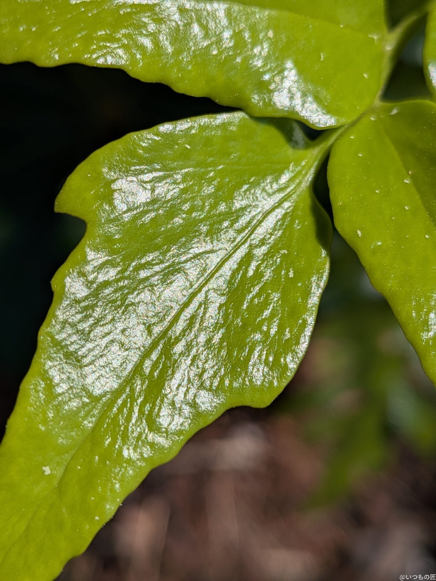 Google Pixel 9a カメラ
Google Pixel 9aでマクロ撮影した写真