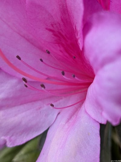 google pixel 9aでマクロ撮影した写真 | モバイル比較レビュー.jp Google Pixel 9a カメラ Google Pixel 9aでマクロ撮影した写真