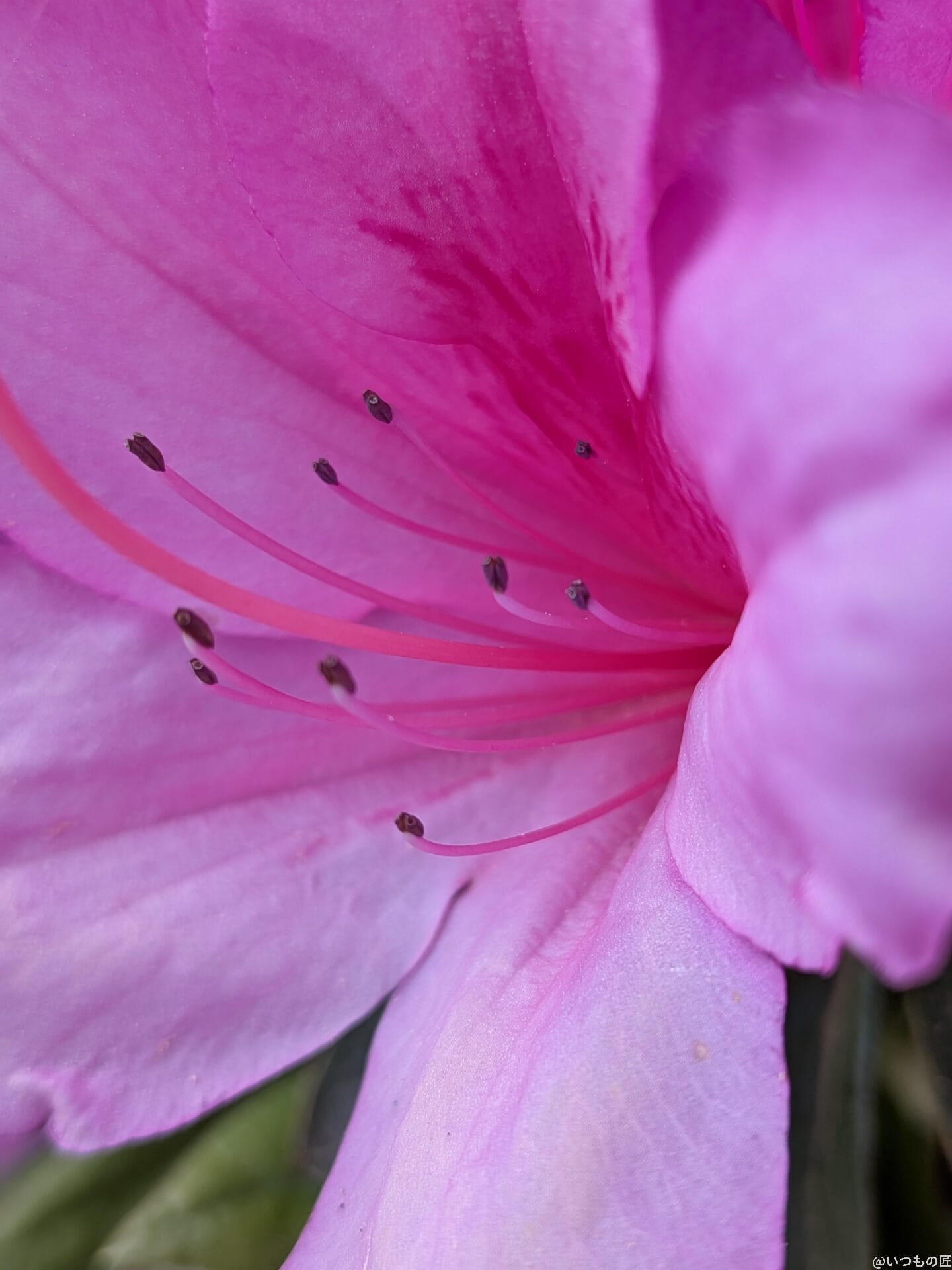 Google Pixel 9a カメラ
Google Pixel 9aでマクロ撮影した写真