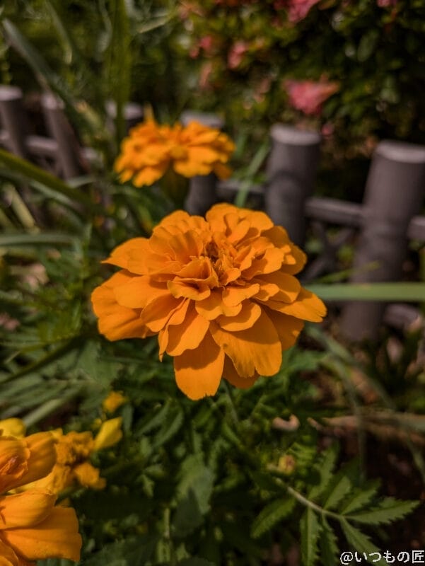 Google Pixel 9a カメラ Google Pixel 8aで撮影した風景写真