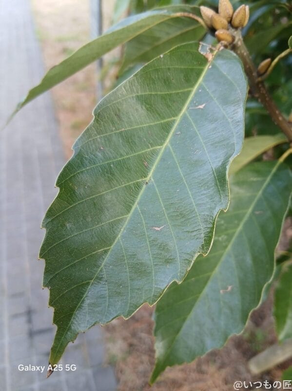 葉をマクロ撮影した写真 | モバイル比較レビュー.jp Galaxy A25 5G カメラ 葉をマクロ撮影した写真