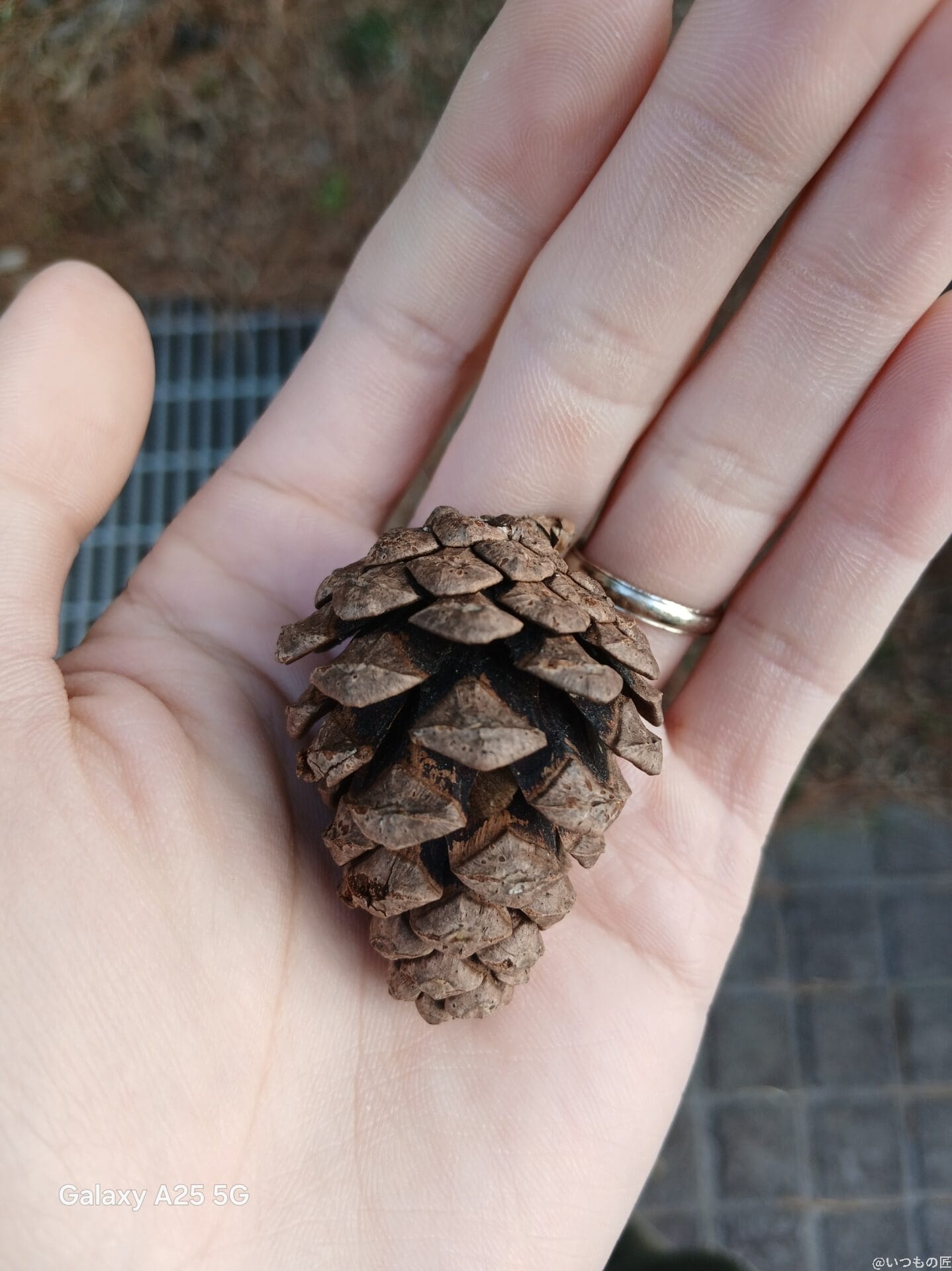 手のひらの上の松ぼっくりをマクロ撮影した写真 | モバイル比較レビュー.jp Galaxy A25 5G カメラ 手のひらの上の松ぼっくりをマクロ撮影した写真