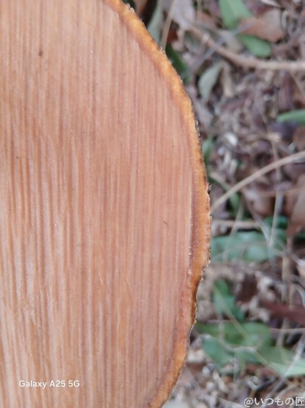 木の幹をマクロ撮影した写真 | モバイル比較レビュー.jp Galaxy A25 5G カメラ 木の幹をマクロ撮影した写真