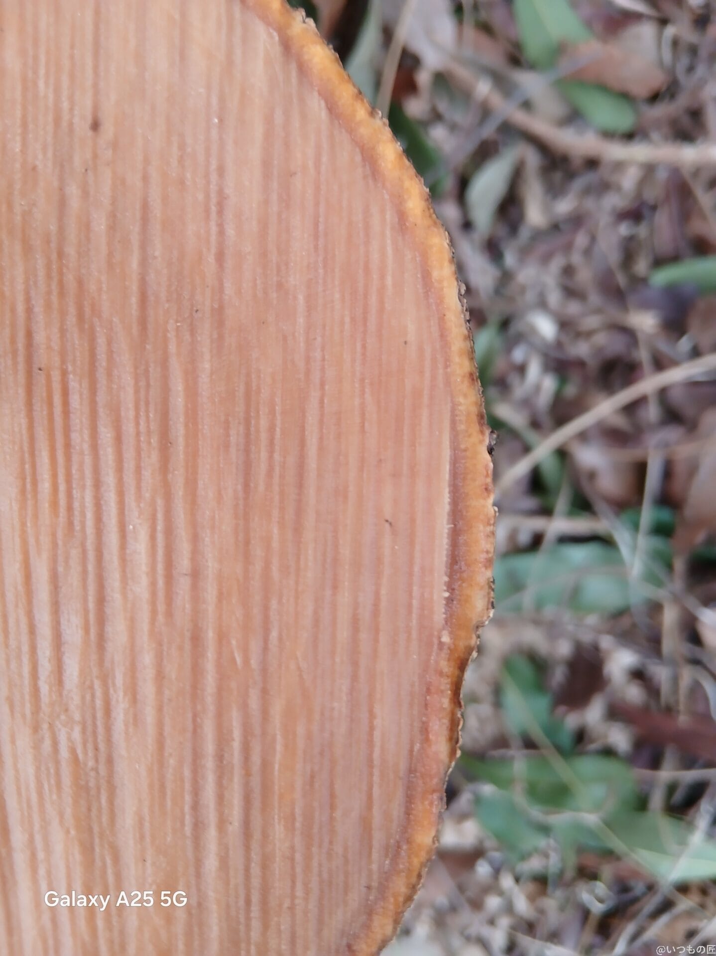 木の幹をマクロ撮影した写真 | モバイル比較レビュー.jp Galaxy A25 5G カメラ 木の幹をマクロ撮影した写真