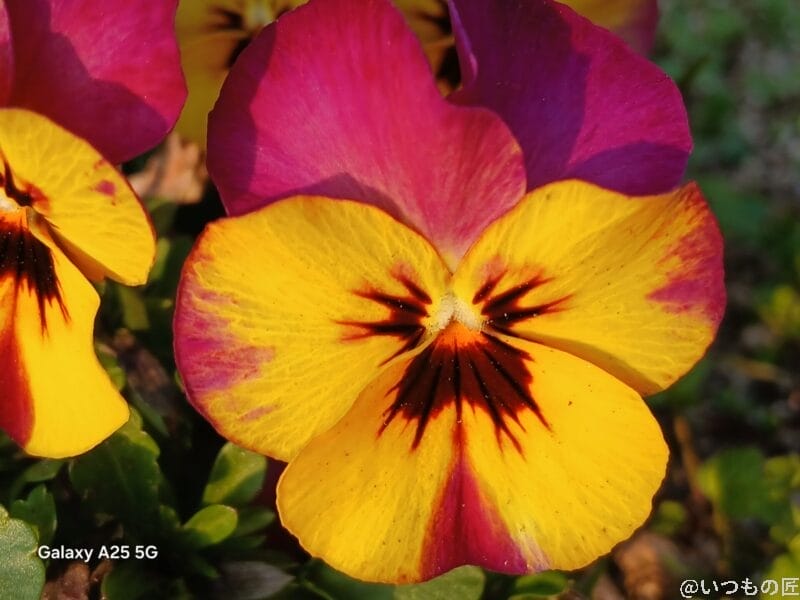 花をマクロ撮影した写真 | モバイル比較レビュー.jp Galaxy A25 5G カメラ 花をマクロ撮影した写真