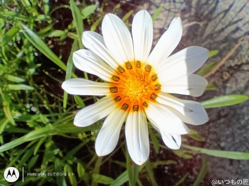 moto g64 5gでマクロ撮影した写真 | モバイル比較レビュー.jp Galaxy A25 5G カメラ moto g64 5Gでマクロ撮影した写真