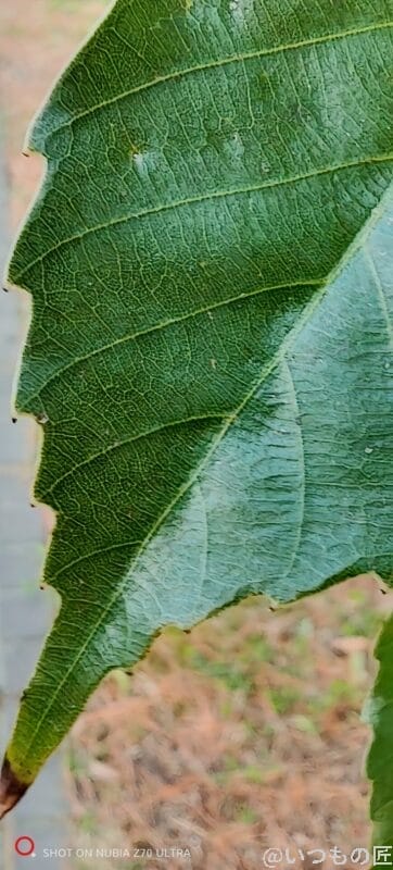 葉をマクロ撮影した風景写真 | モバイル比較レビュー.jp nubia Z70 Ultra カメラ 葉をマクロ撮影した風景写真