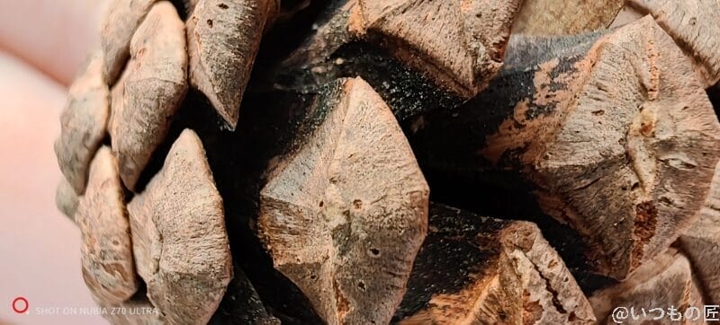 松ぼっくりをマクロ撮影した写真 | モバイル比較レビュー.jp nubia Z70 Ultra カメラ 松ぼっくりをマクロ撮影した写真