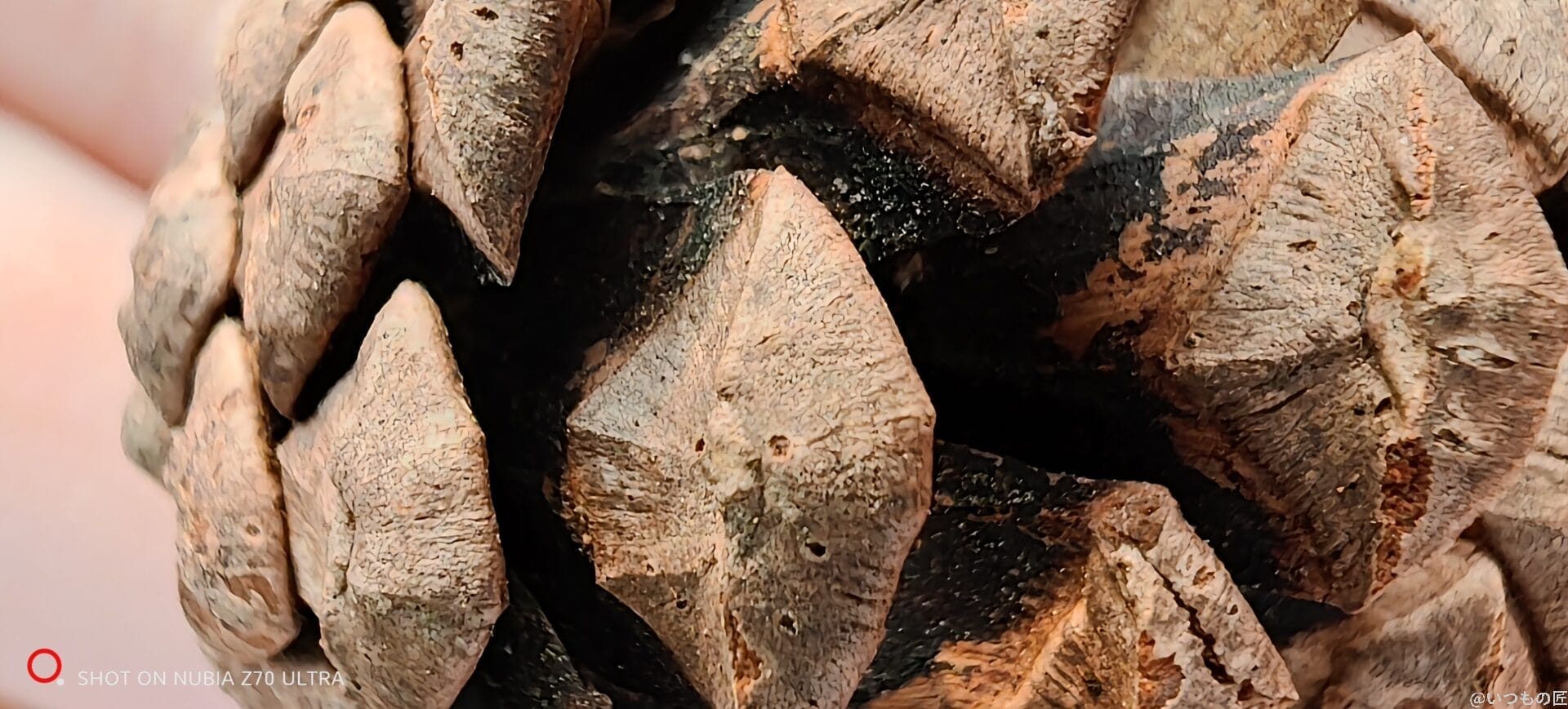 nubia Z70 Ultra カメラ 松ぼっくりをマクロ撮影した写真