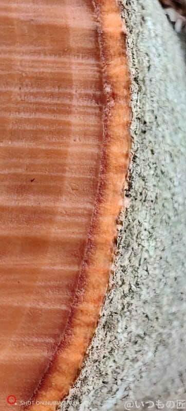 木の幹をマクロ撮影した写真 | モバイル比較レビュー.jp nubia Z70 Ultra カメラ 木の幹をマクロ撮影した写真