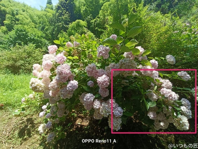 太陽の光をあびるアジサイ | モバイル比較レビュー.jp OPPO Reno13 A カメラ 太陽の光をあびるアジサイ